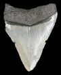 Juvenile Megalodon Tooth - Serrated Blade #56622-1